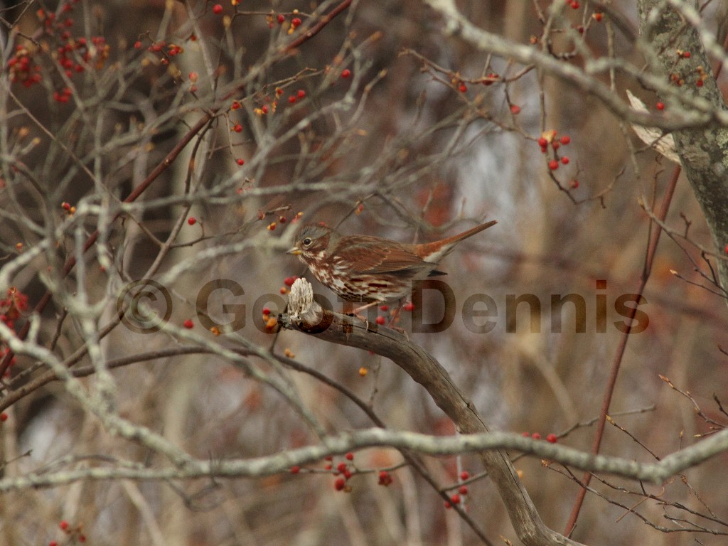 FOSP-AP_Fox-Sparrow