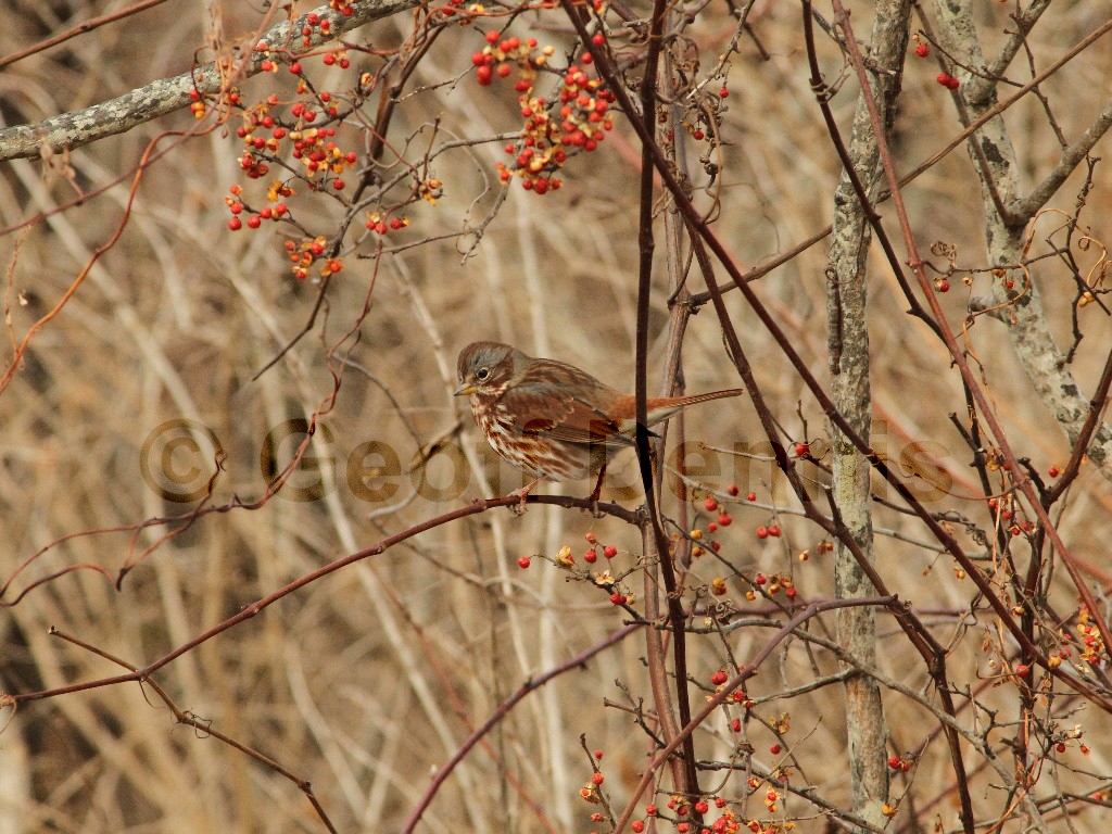 FOSP-AQ_Fox-Sparrow