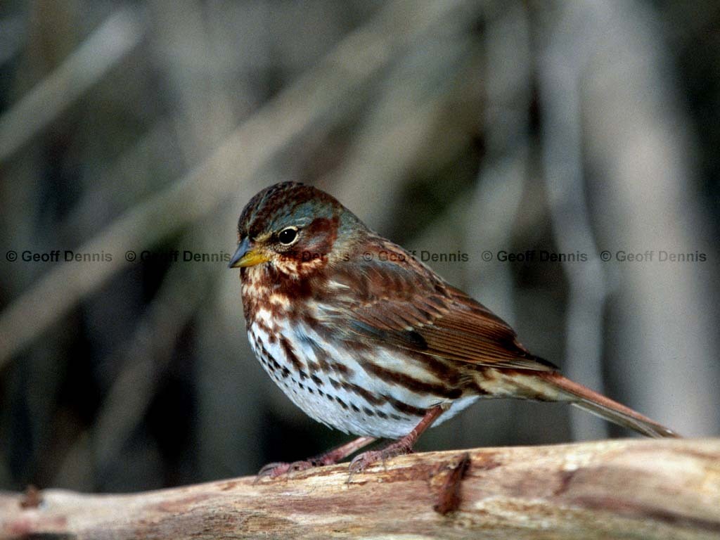 FOSP-AR_Fox-Sparrow