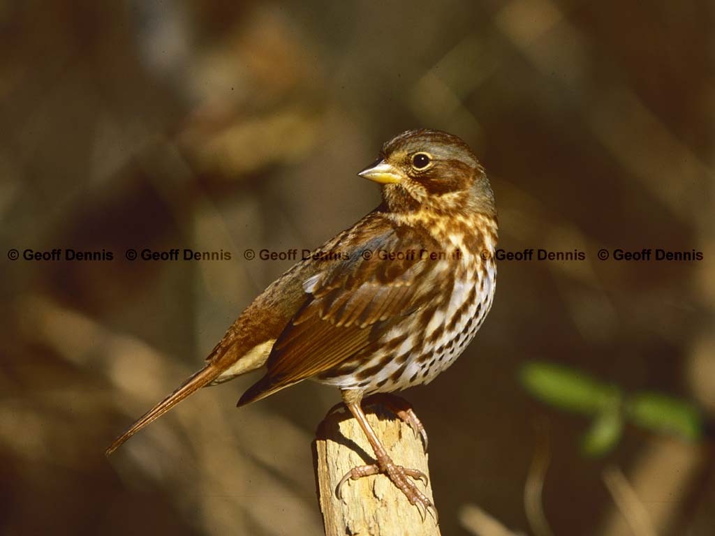FOSP-AS_Fox-Sparrow