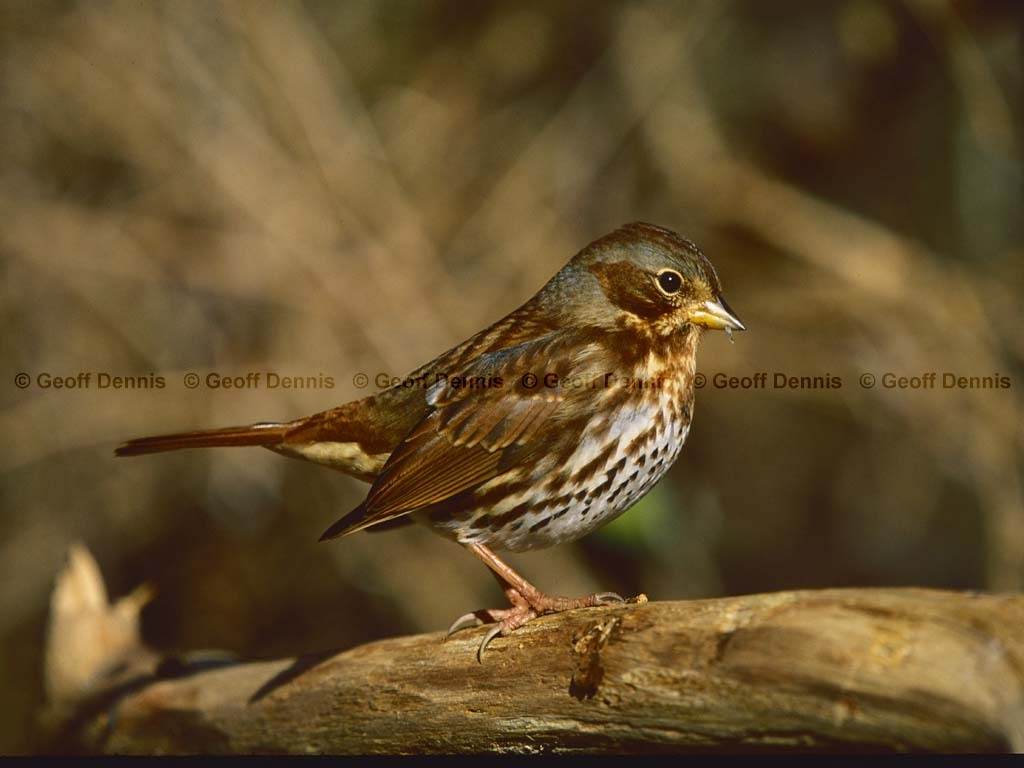 FOSP-AT_Fox-Sparrow