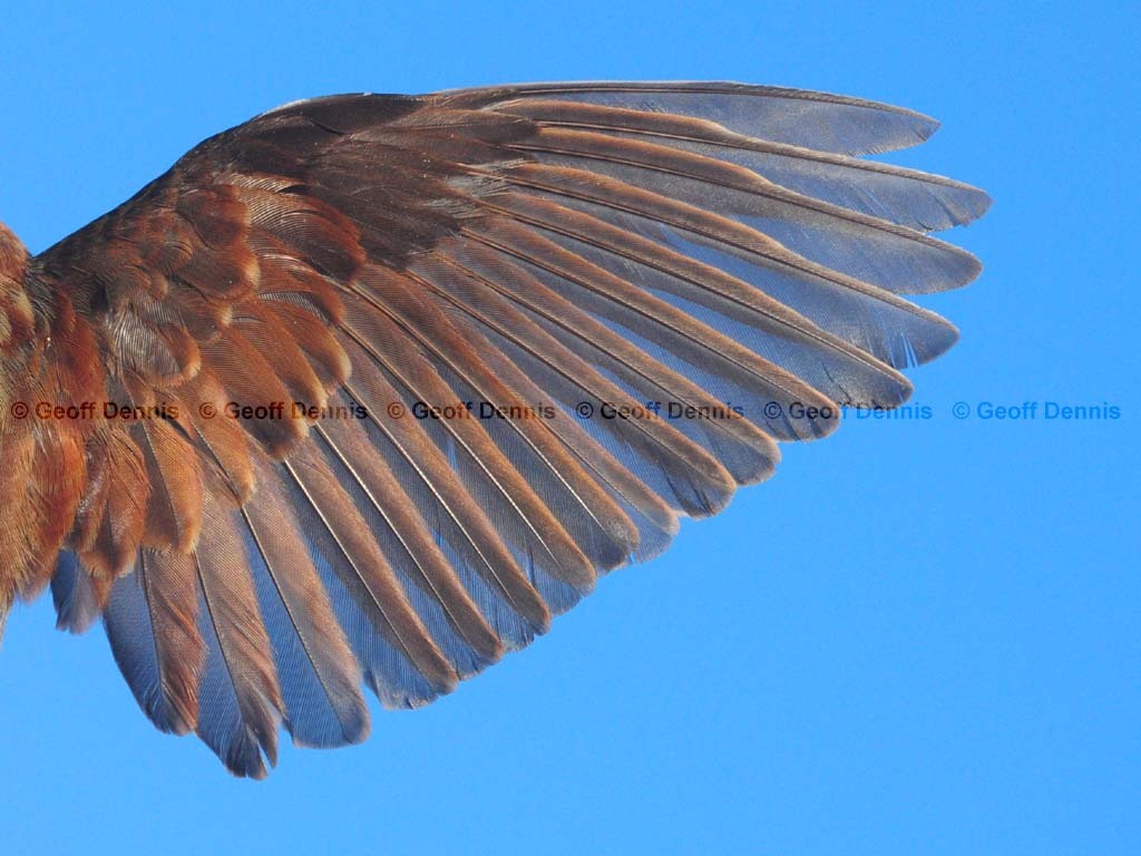 FOSP-AU_Fox-Sparrow