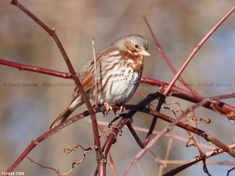 FOSP-AW_Fox-Sparrow