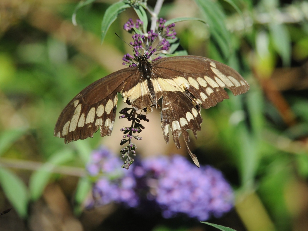 Giant-Swallotail-AA