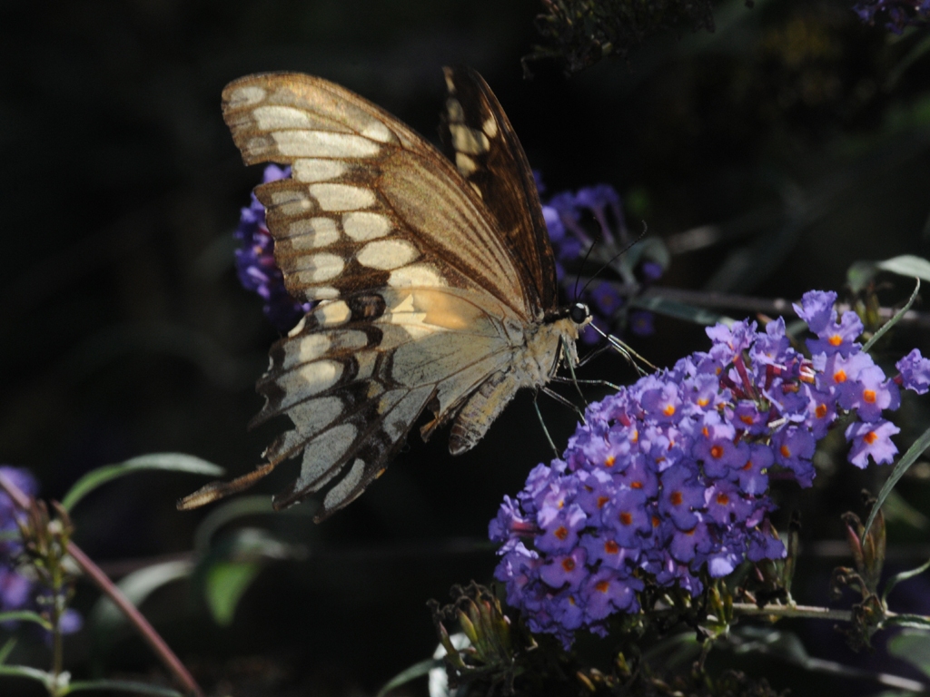 Giant-Swallotail-AB