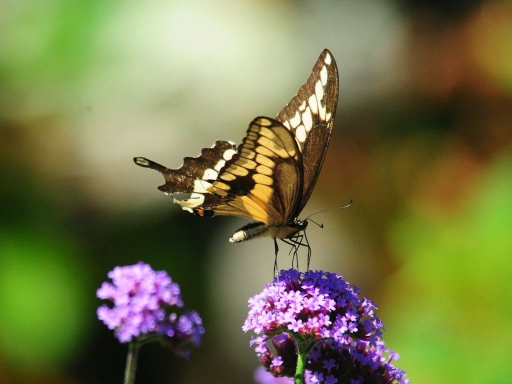 Giant-Swallotail-AC