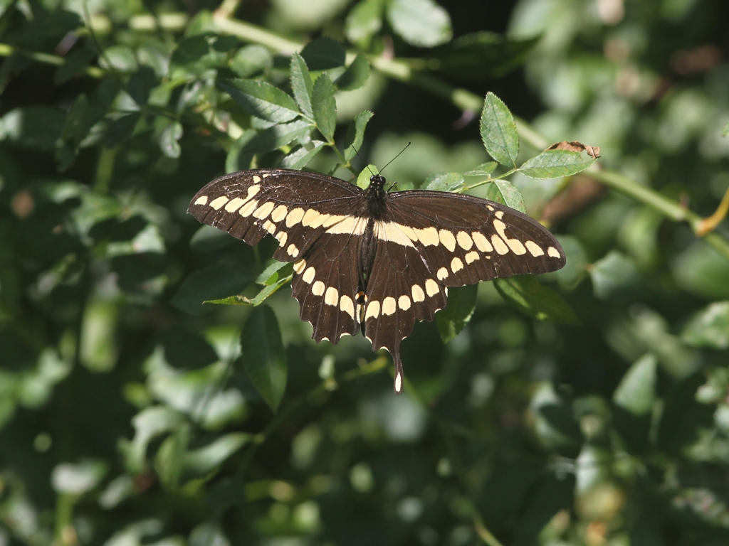 Giant-Swallotail-AD