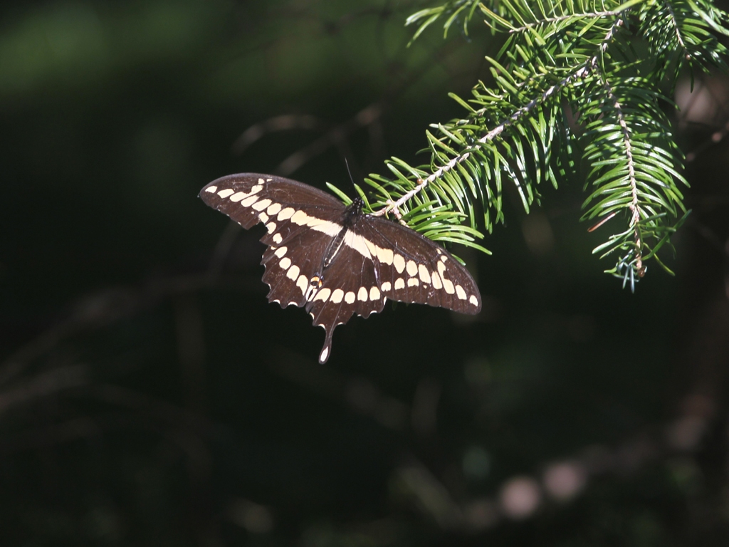 Giant-Swallotail-AE