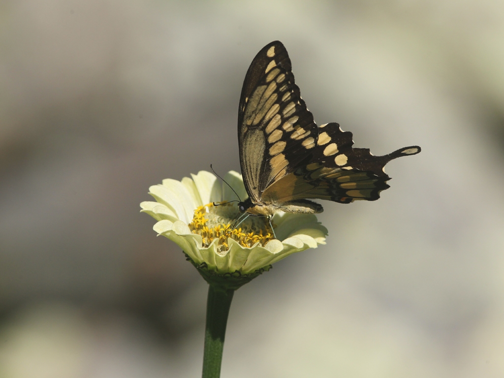 Giant-Swallotail-AF