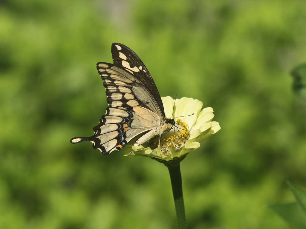 Giant-Swallotail-AG