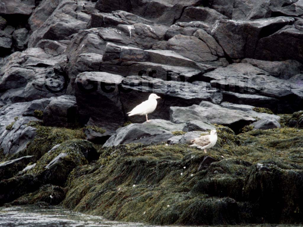 GLGU-AA_Glaucous-Gull