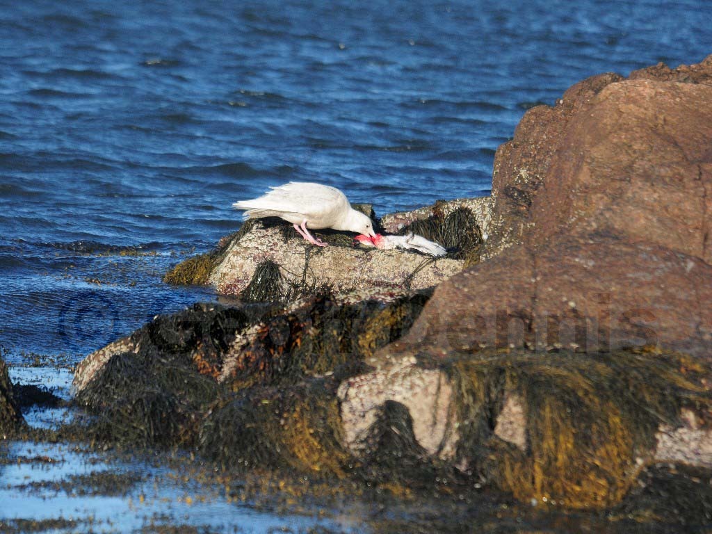 GLGU-AB_Glaucous-Gull