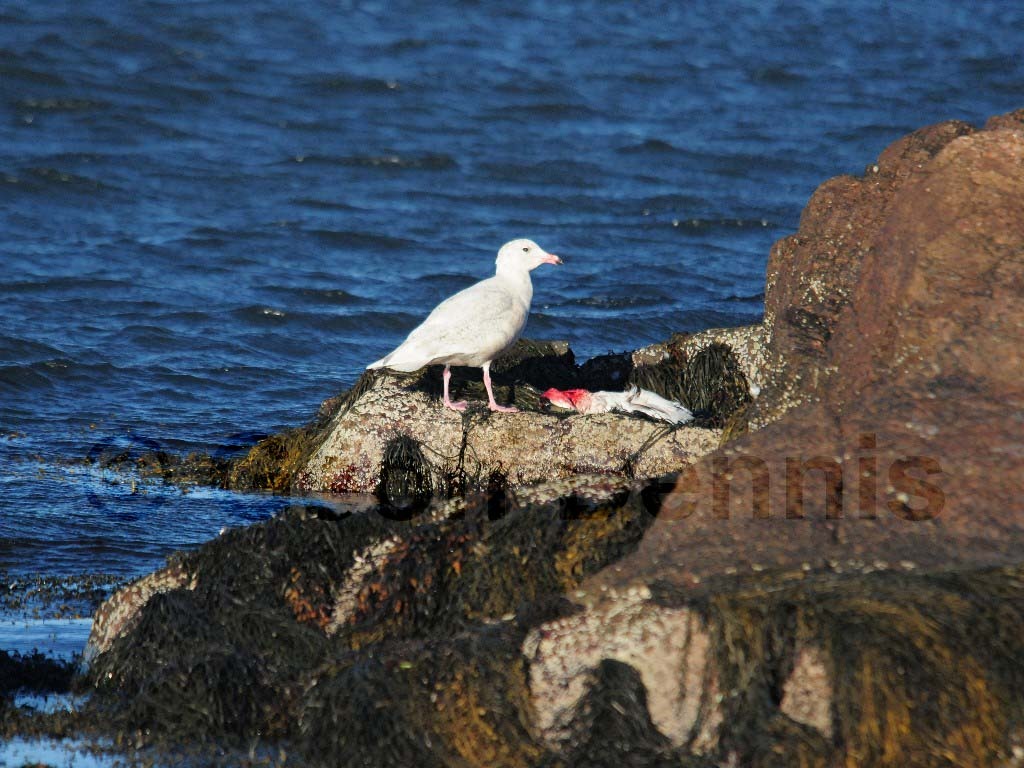 GLGU-AC_Glaucous-Gull