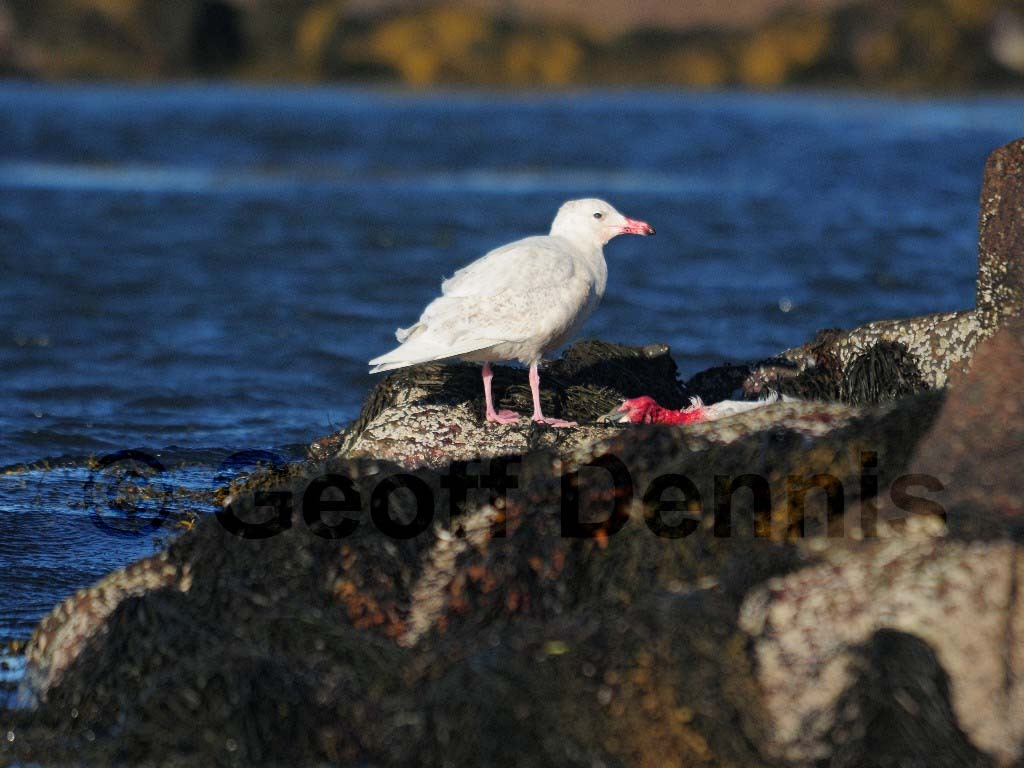 GLGU-AD_Glaucous-Gull