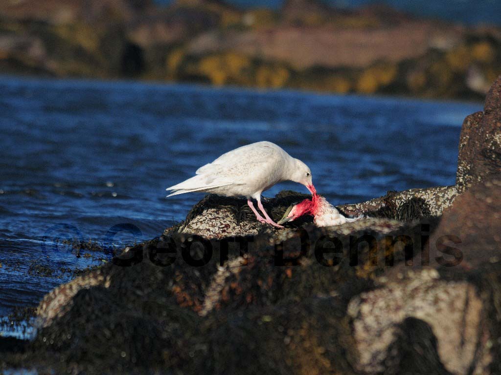 GLGU-AE_Glaucous-Gull