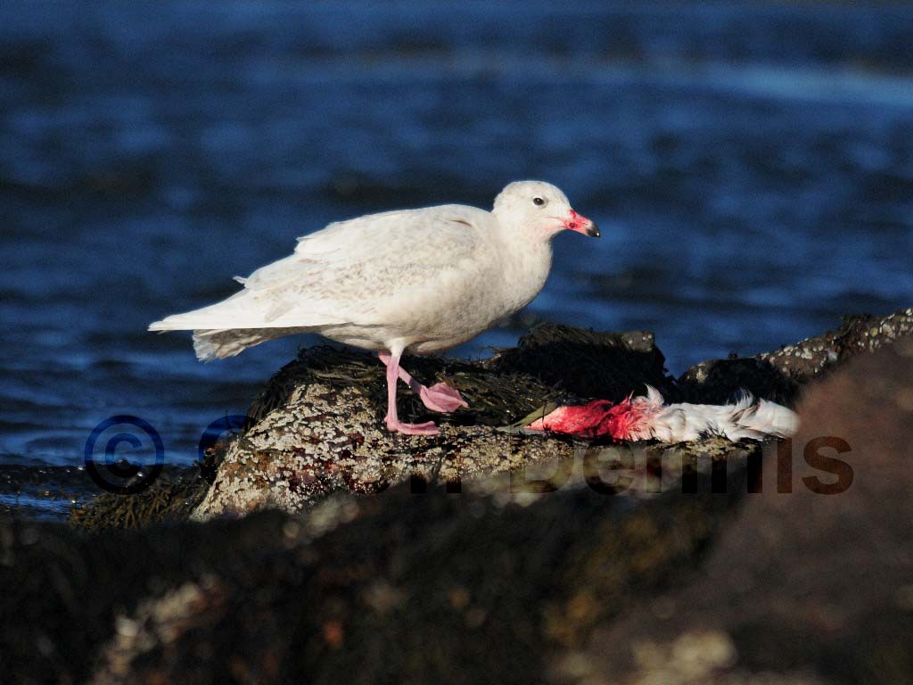 GLGU-AF_Glaucous-Gull
