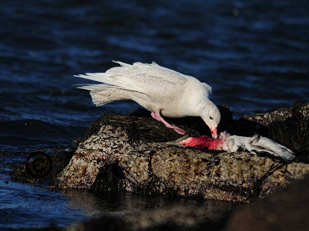 GLGU-AG_Glaucous-Gull