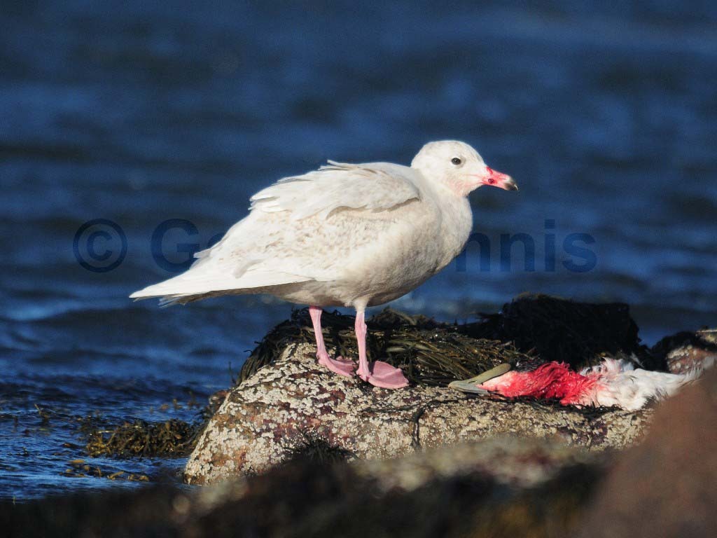 GLGU-AH_Glaucous-Gull