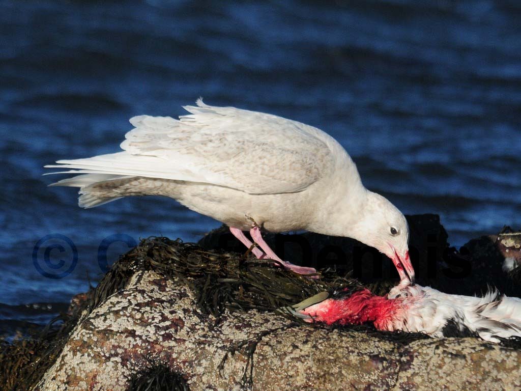 GLGU-AI_Glaucous-Gull