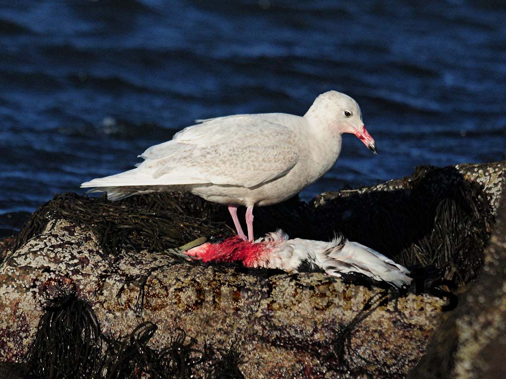 GLGU-AJ_Glaucous-Gull