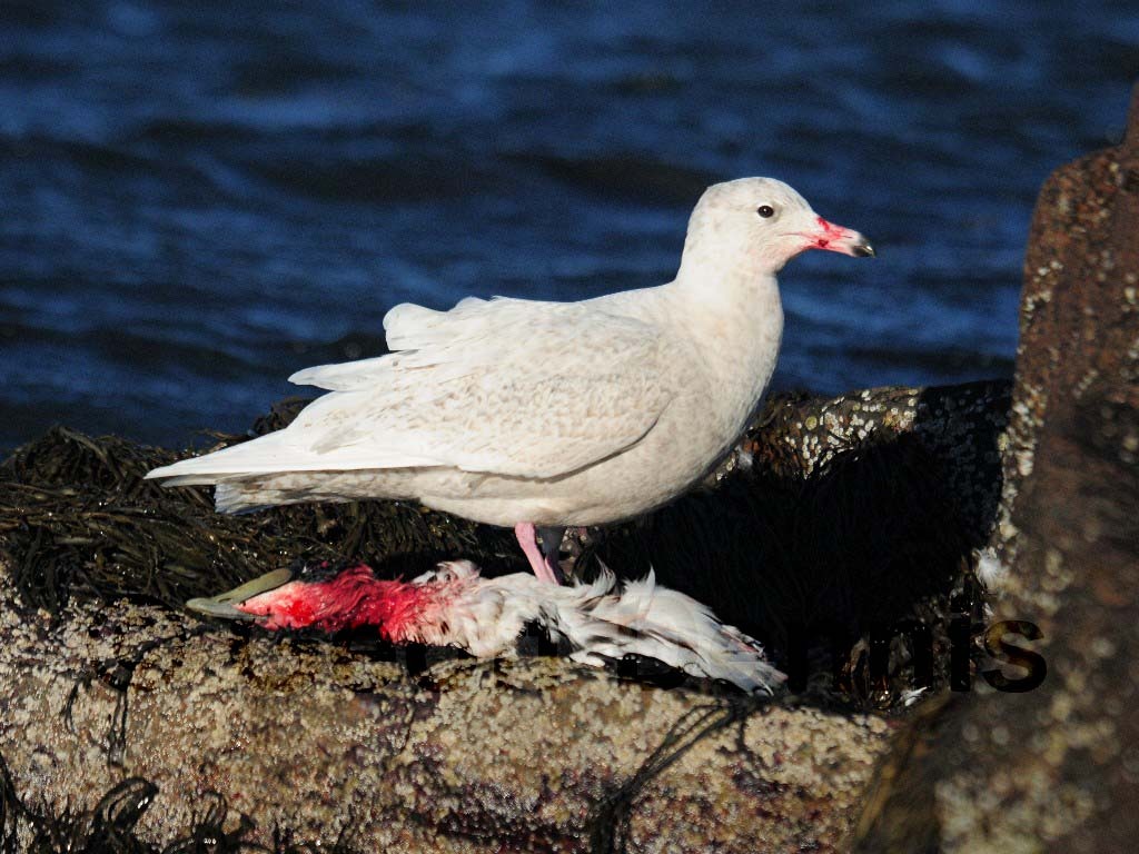 GLGU-AK_Glaucous-Gull