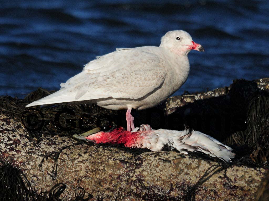 GLGU-AL_Glaucous-Gull