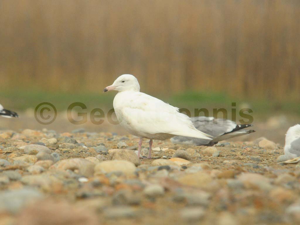 GLGU-AM_Glaucous-Gull