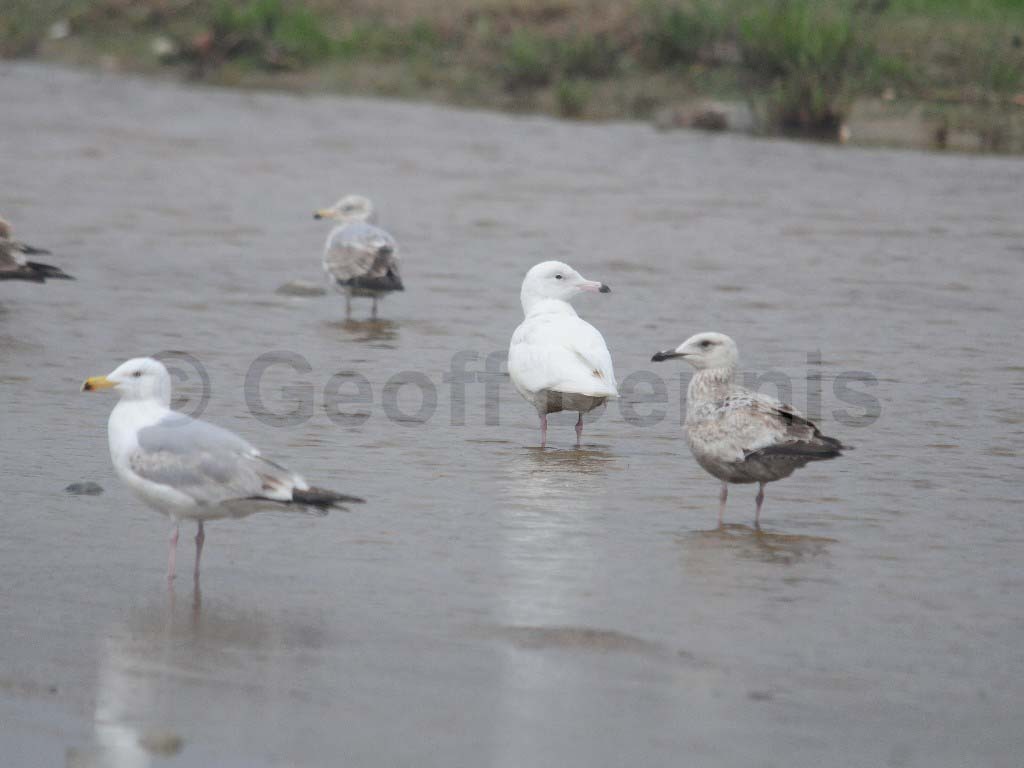 GLGU-AN_Glaucous-Gull