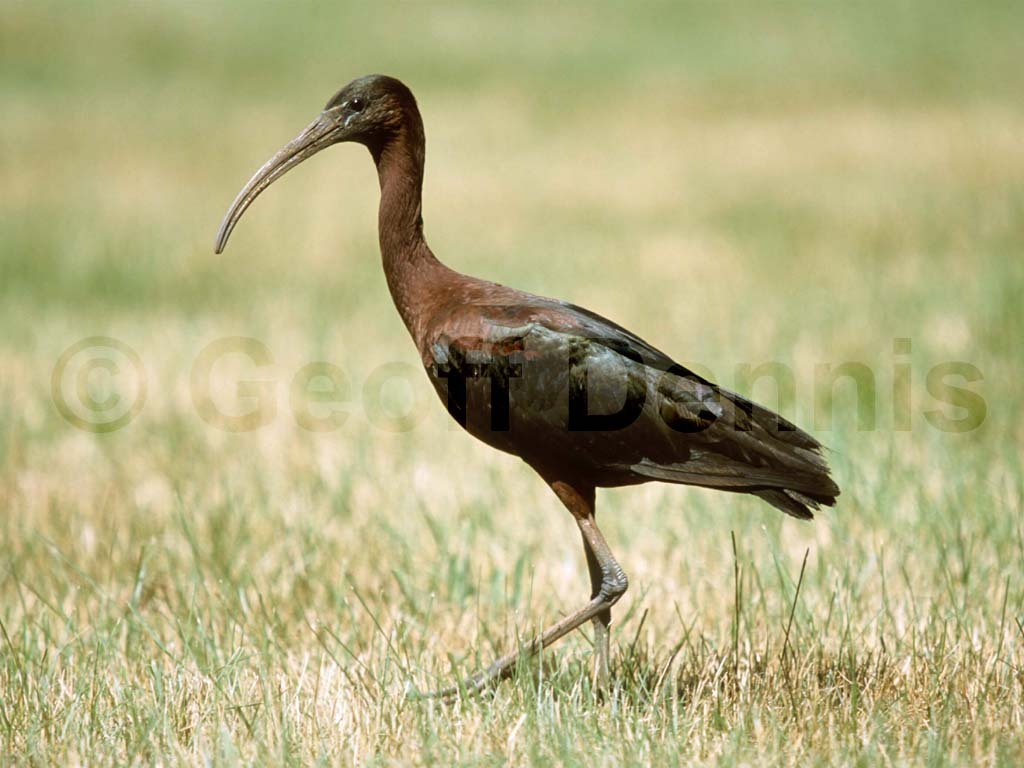 GLIB-AA_Glossy-Ibis