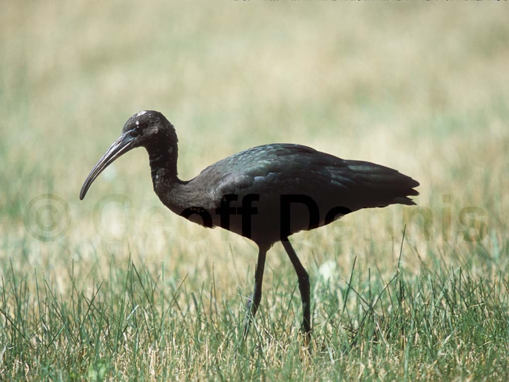 GLIB-AB_Glossy-Ibis