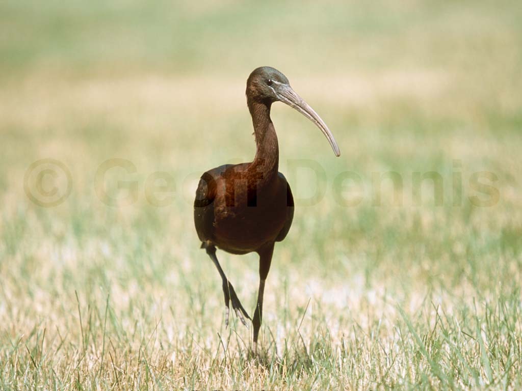 GLIB-AC_Glossy-Ibis