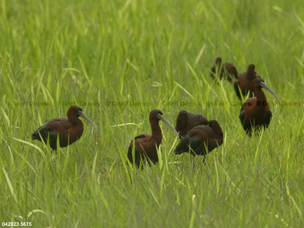 GLIB-AD_Glossy-Ibis