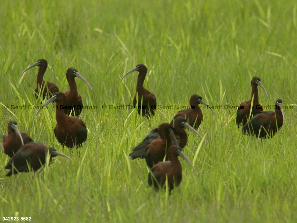 GLIB-AE_Glossy-Ibis