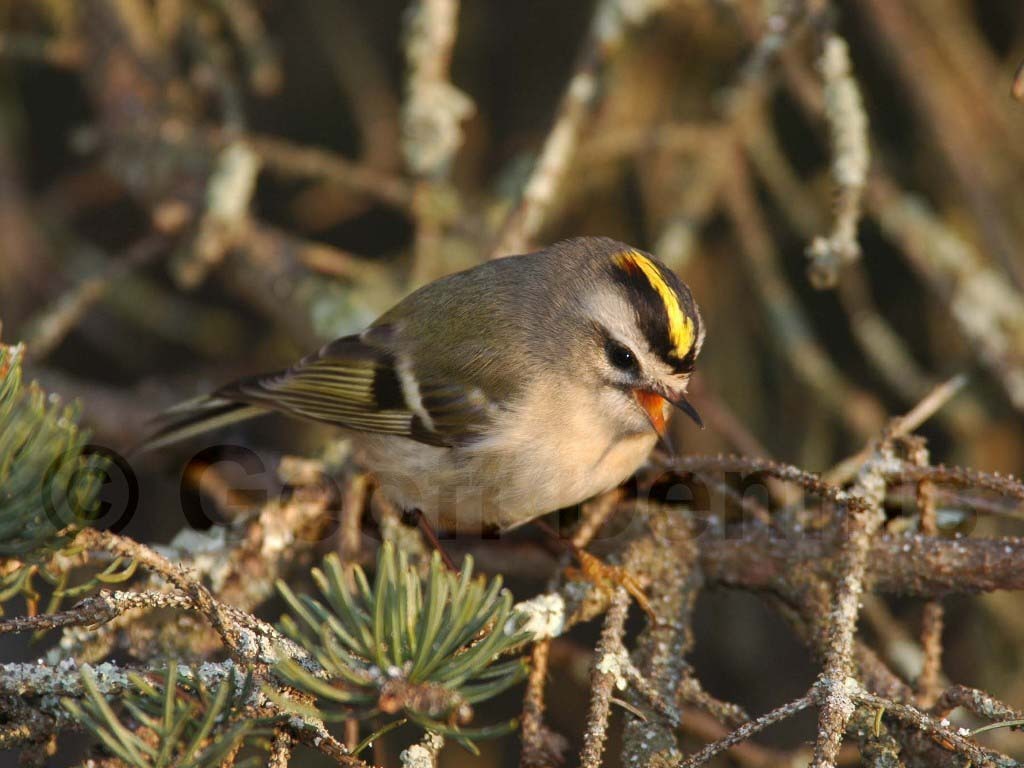 GCKI-AA_Golden-crowned-Kinglet