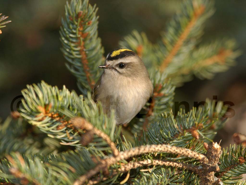 GCKI-AB_Golden-crowned-Kinglet