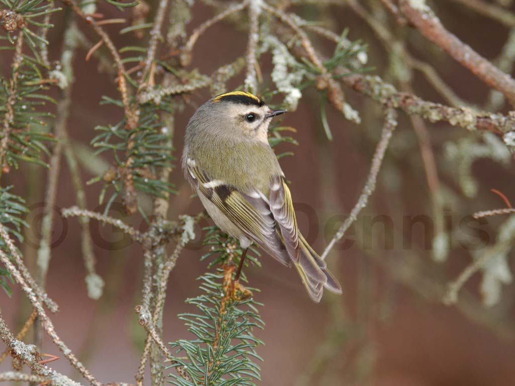 GCKI-AC_Golden-crowned-Kinglet