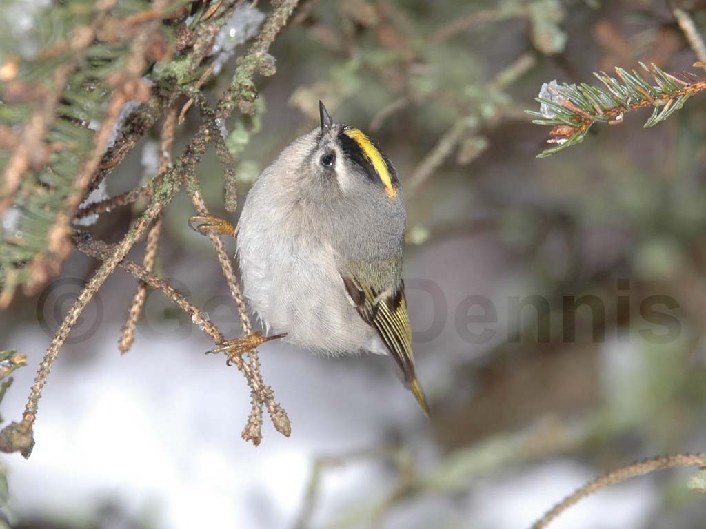GCKI-AD_Golden-crowned-Kinglet
