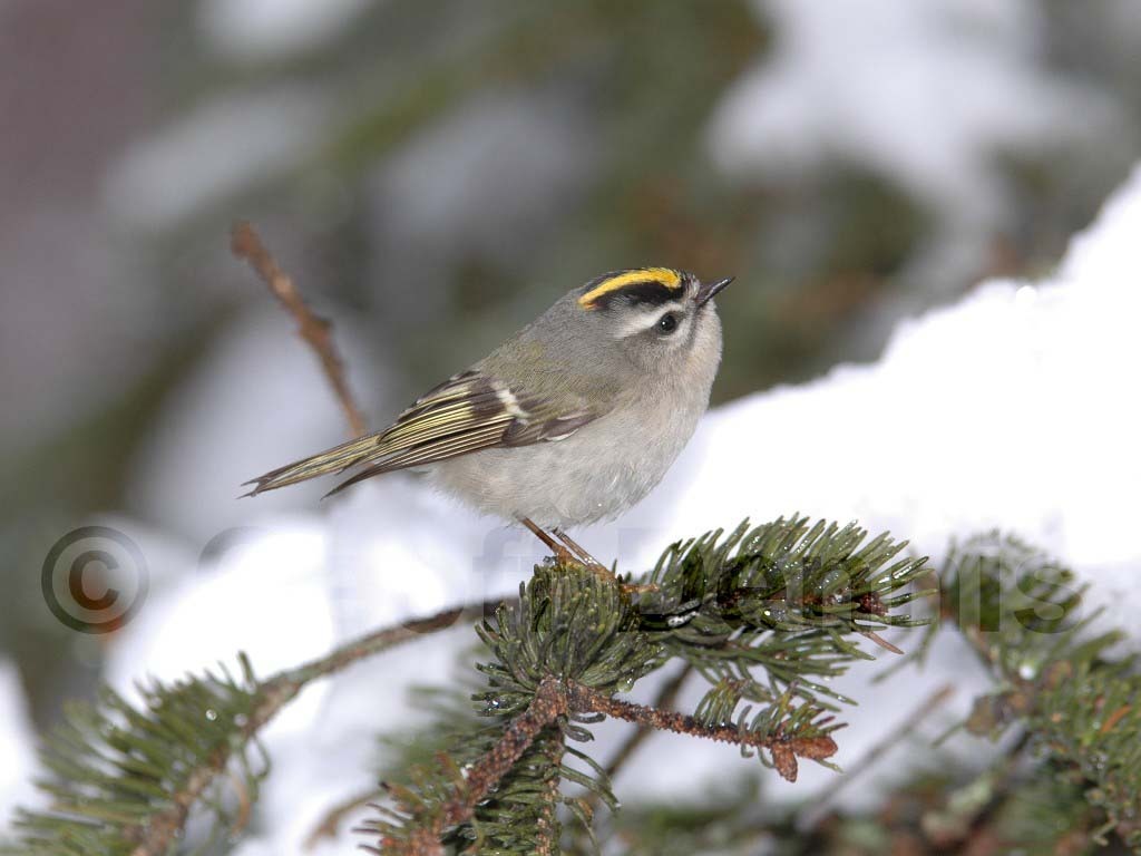 GCKI-AE_Golden-crowned-Kinglet