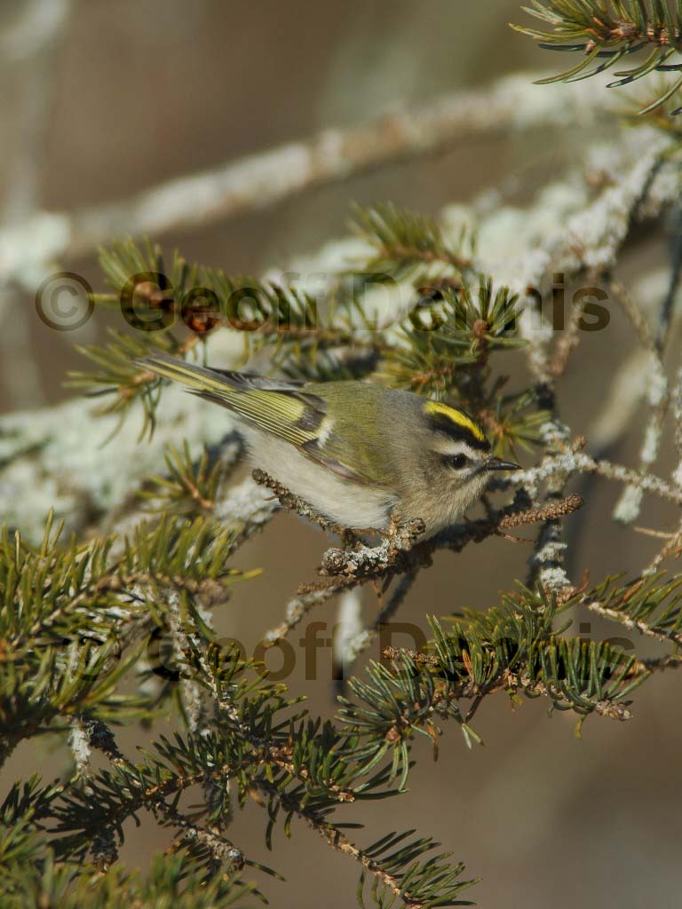 GCKI-AF_Golden-crowned-Kinglet