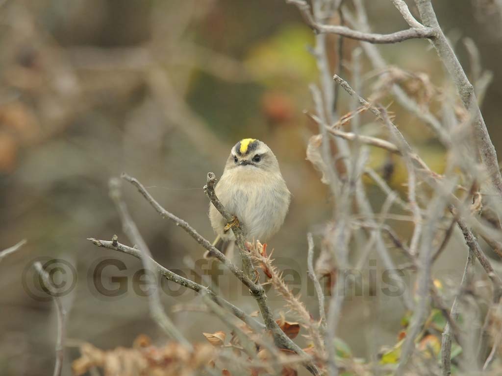 GCKI-AG_Golden-crowned-Kinglet