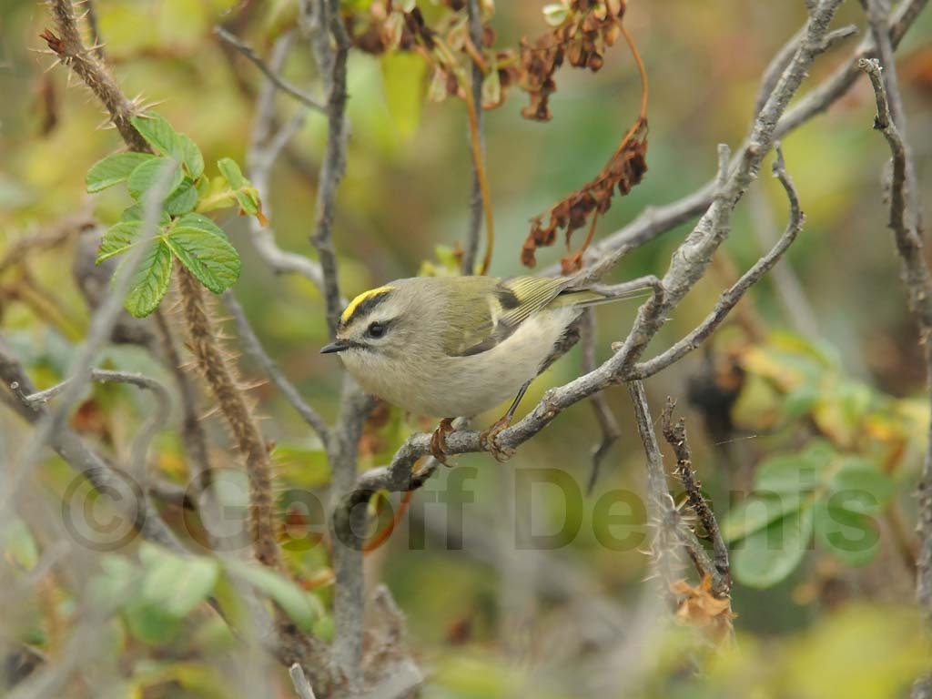 GCKI-AH_Golden-crowned-Kinglet