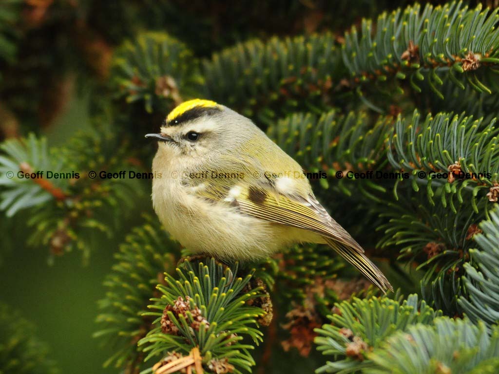 GCKI-AI_Golden-crowned-Kinglet