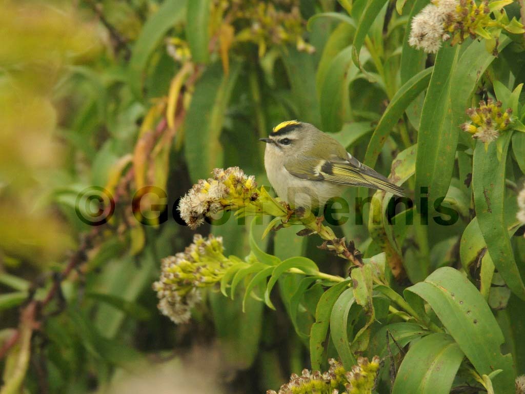 GCKI-AJ_Golden-crowned-Kinglet