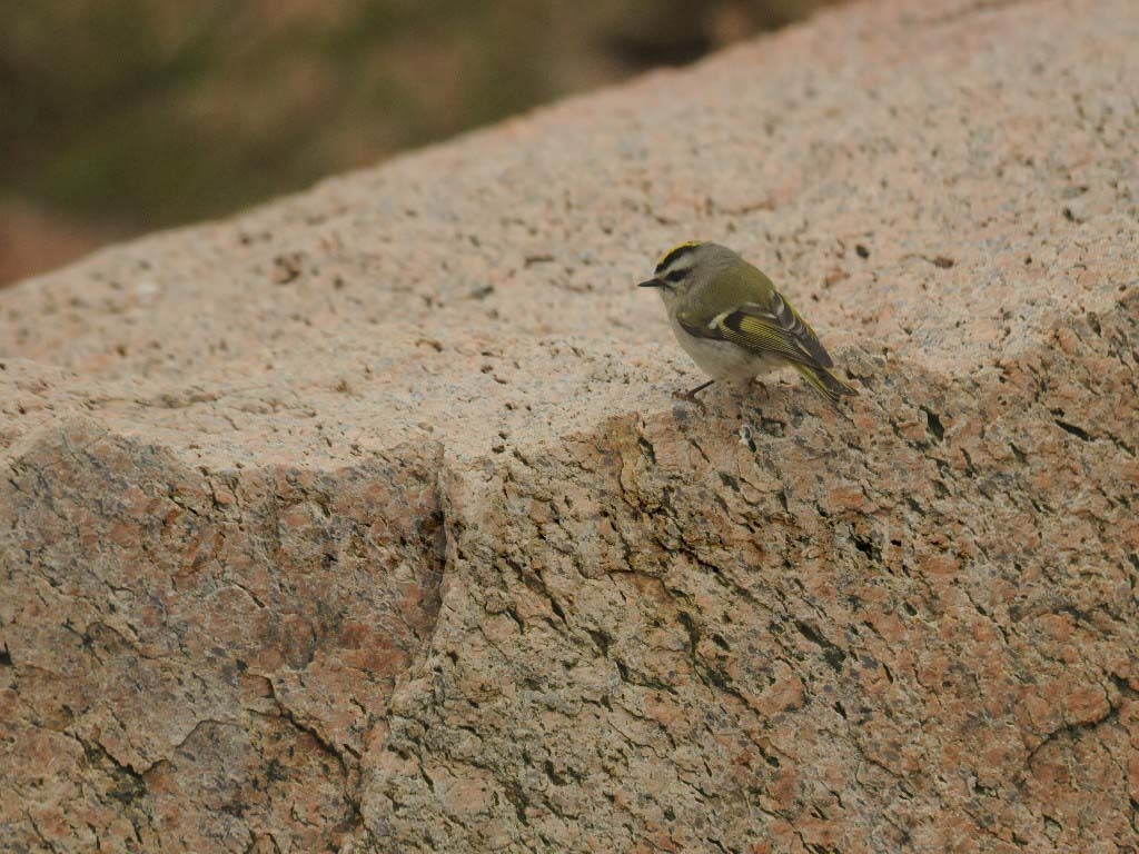GCKI-AK_Golden-crowned-Kinglet