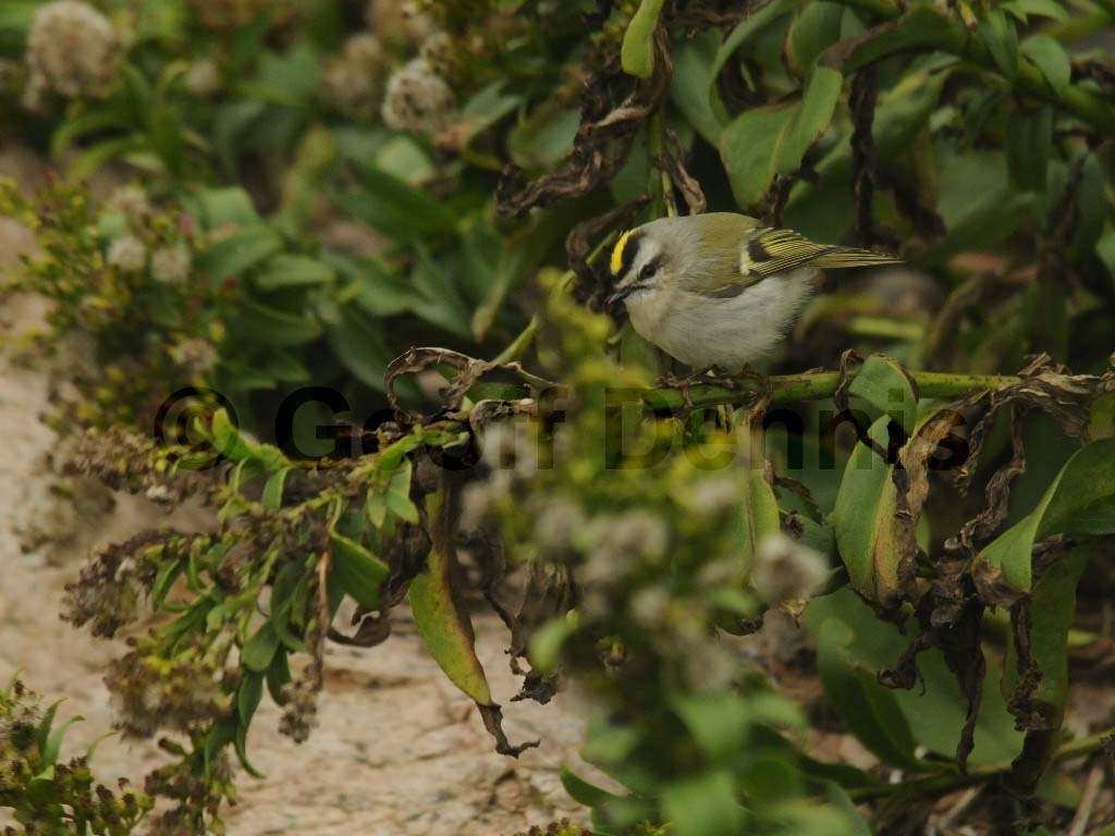 GCKI-AL_Golden-crowned-Kinglet