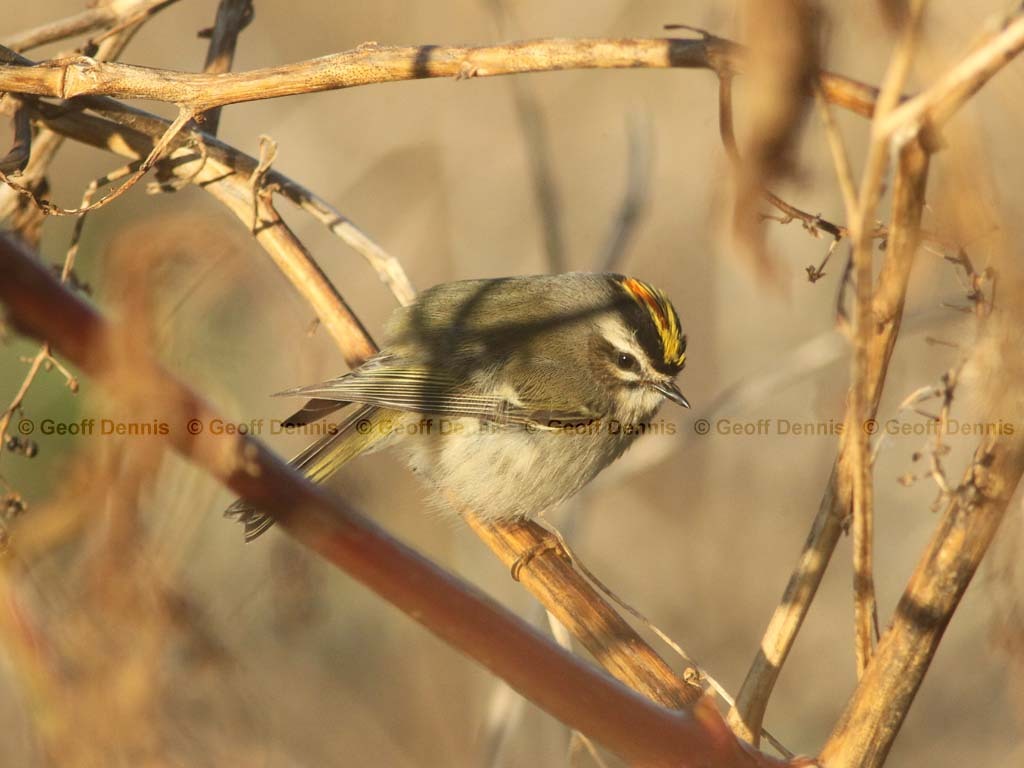 GCKI-AM_Golden-crowned-Kinglet
