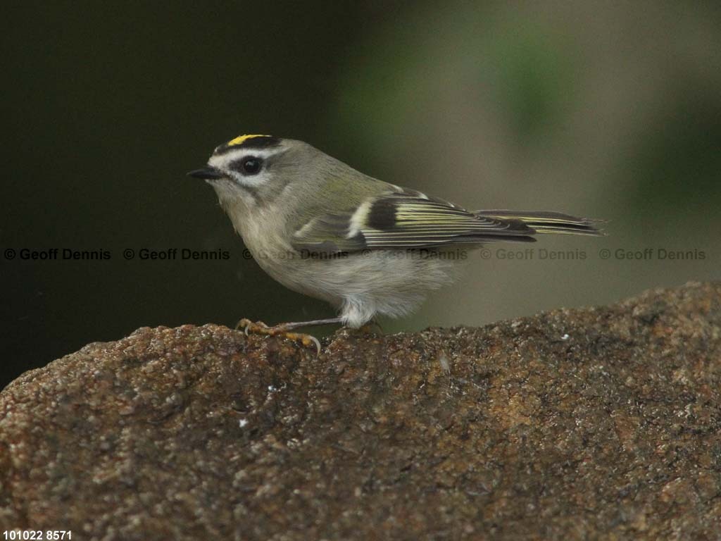 GCKI-AN_Golden-crowned-Kinglet