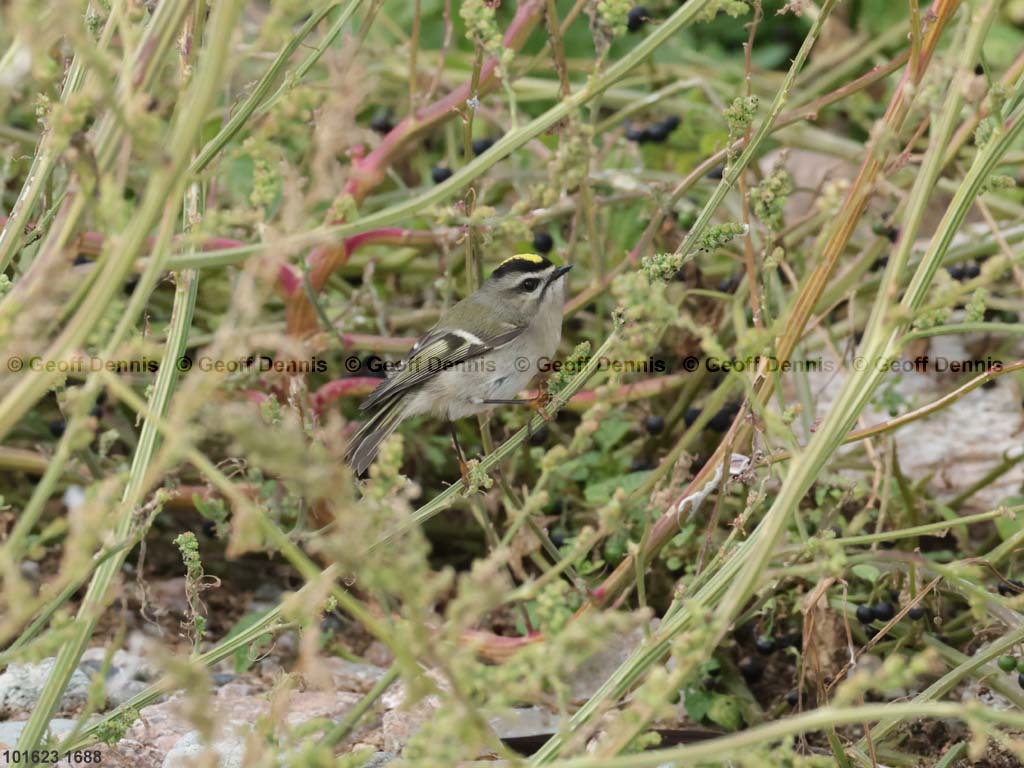 GCKI-AO_Golden-crowned-Kinglet