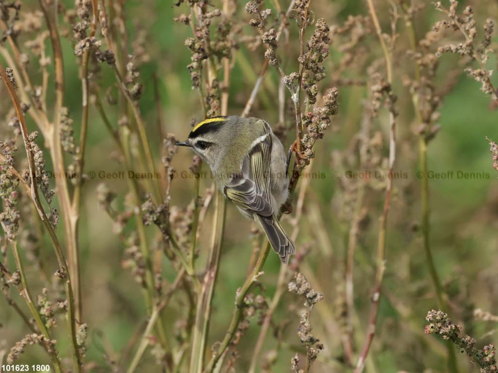 GCKI-AP_Golden-crowned-Kinglet