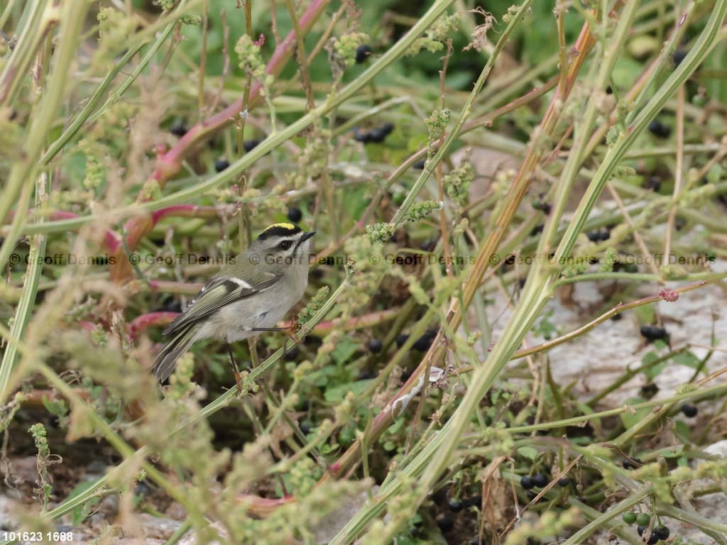 GCKI-AQ_Golden-crowned-Kinglet